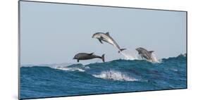 Bottlenosed Dolphins (Tursiops Truncatus) Porpoising During Annual Sardine Run-Wim van den Heever-Mounted Photographic Print