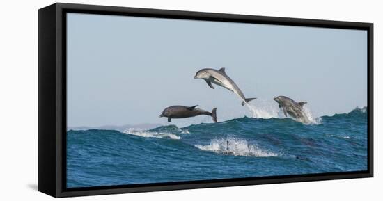 Bottlenosed Dolphins (Tursiops Truncatus) Porpoising During Annual Sardine Run-Wim van den Heever-Framed Stretched Canvas