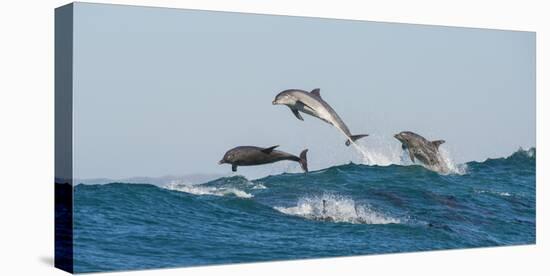 Bottlenosed Dolphins (Tursiops Truncatus) Porpoising During Annual Sardine Run-Wim van den Heever-Stretched Canvas