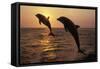 Bottlenosed Dolphins Two Leaping at Sunset-null-Framed Stretched Canvas