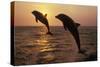 Bottlenosed Dolphins Two Leaping at Sunset-null-Stretched Canvas