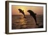 Bottlenosed Dolphins Two Leaping at Sunset-null-Framed Photographic Print