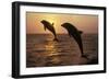 Bottlenosed Dolphins Two Leaping at Sunset-null-Framed Photographic Print