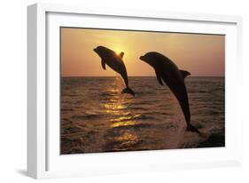 Bottlenosed Dolphins Two Leaping at Sunset-null-Framed Photographic Print