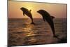 Bottlenosed Dolphins Two Leaping at Sunset-null-Mounted Photographic Print