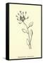 Bottlephorkia Spoonifolia-Edward Lear-Framed Stretched Canvas