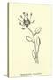 Bottlephorkia Spoonifolia-Edward Lear-Stretched Canvas