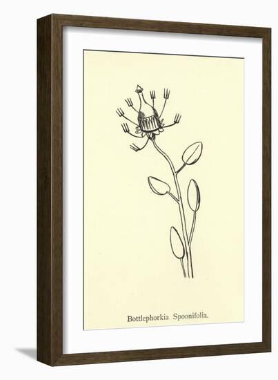 Bottlephorkia Spoonifolia-Edward Lear-Framed Giclee Print