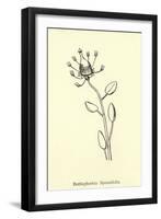 Bottlephorkia Spoonifolia-Edward Lear-Framed Giclee Print