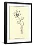 Bottlephorkia Spoonifolia-Edward Lear-Framed Giclee Print