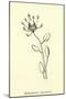 Bottlephorkia Spoonifolia-Edward Lear-Mounted Giclee Print