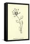 Bottlephorkia Spoonifolia-Edward Lear-Framed Stretched Canvas