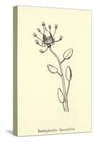 Bottlephorkia Spoonifolia-Edward Lear-Stretched Canvas