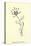 Bottlephorkia Spoonifolia-Edward Lear-Stretched Canvas