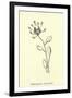 Bottlephorkia Spoonifolia-Edward Lear-Framed Giclee Print