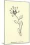 Bottlephorkia Spoonifolia-Edward Lear-Mounted Giclee Print