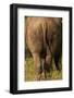 Bottom of Southern white rhinoceros (Ceratotherium simum simum), Kruger National Park, South Africa-David Wall-Framed Photographic Print