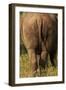 Bottom of Southern white rhinoceros (Ceratotherium simum simum), Kruger National Park, South Africa-David Wall-Framed Photographic Print