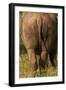 Bottom of Southern white rhinoceros (Ceratotherium simum simum), Kruger National Park, South Africa-David Wall-Framed Photographic Print