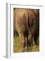 Bottom of Southern white rhinoceros (Ceratotherium simum simum), Kruger National Park, South Africa-David Wall-Framed Photographic Print