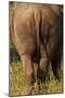 Bottom of Southern white rhinoceros (Ceratotherium simum simum), Kruger National Park, South Africa-David Wall-Mounted Photographic Print