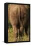 Bottom of Southern white rhinoceros (Ceratotherium simum simum), Kruger National Park, South Africa-David Wall-Framed Stretched Canvas
