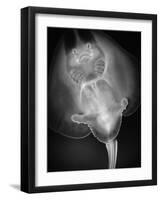 Bottom View of a Stingray-Henry Horenstein-Framed Photographic Print