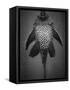 Bottom View of Catfish-Henry Horenstein-Framed Stretched Canvas