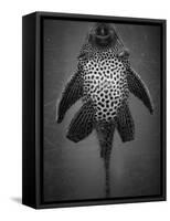 Bottom View of Catfish-Henry Horenstein-Framed Stretched Canvas