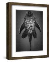 Bottom View of Catfish-Henry Horenstein-Framed Photographic Print