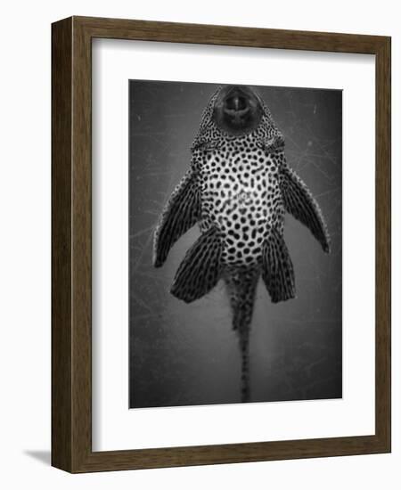Bottom View of Catfish-Henry Horenstein-Framed Photographic Print