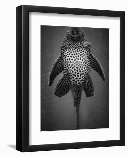 Bottom View of Catfish-Henry Horenstein-Framed Photographic Print