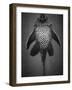 Bottom View of Catfish-Henry Horenstein-Framed Photographic Print