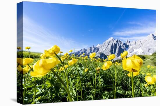 Bottondoro (globeflowers) flowers in bloom framing Cima dei Colesei and Popera group mountains-Roberto Moiola-Stretched Canvas