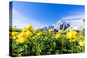 Bottondoro (globeflowers) flowers in bloom framing Cima dei Colesei and Popera group mountains-Roberto Moiola-Stretched Canvas