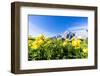 Bottondoro (globeflowers) flowers in bloom framing Cima dei Colesei and Popera group mountains-Roberto Moiola-Framed Photographic Print