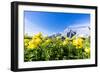 Bottondoro (globeflowers) flowers in bloom framing Cima dei Colesei and Popera group mountains-Roberto Moiola-Framed Photographic Print