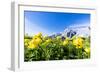 Bottondoro (globeflowers) flowers in bloom framing Cima dei Colesei and Popera group mountains-Roberto Moiola-Framed Photographic Print