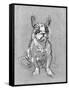 Bouboule', the Bulldog of Madame Palmyre at La Souris, 1897-Henri de Toulouse-Lautrec-Framed Stretched Canvas