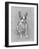 Bouboule', the Bulldog of Madame Palmyre at La Souris, 1897-Henri de Toulouse-Lautrec-Framed Photographic Print