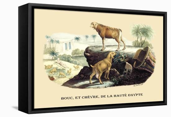 Bouc et Chevre de la Haute Egypte-E.f. Noel-Framed Stretched Canvas