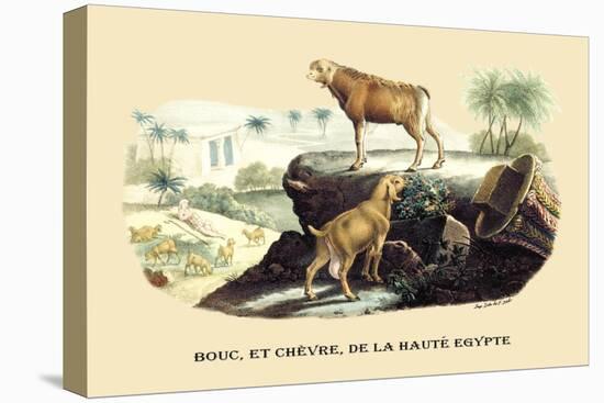 Bouc et Chevre de la Haute Egypte-E.f. Noel-Stretched Canvas