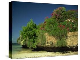 Bougainvillea Along Wall Next to Sea, Malindi, Kenya, East Africa, Africa-Strachan James-Stretched Canvas