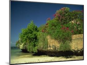 Bougainvillea Along Wall Next to Sea, Malindi, Kenya, East Africa, Africa-Strachan James-Mounted Photographic Print