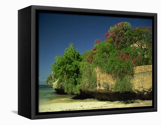 Bougainvillea Along Wall Next to Sea, Malindi, Kenya, East Africa, Africa-Strachan James-Framed Stretched Canvas