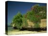 Bougainvillea Along Wall Next to Sea, Malindi, Kenya, East Africa, Africa-Strachan James-Stretched Canvas
