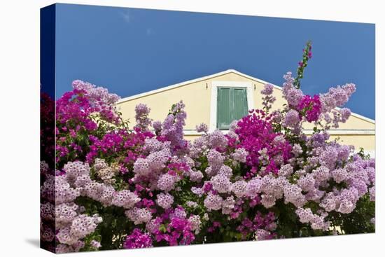 Bougainvillea and Yellow Building with Green Shutters Against Blue Sky-Eleanor-Stretched Canvas