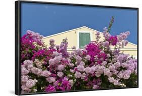 Bougainvillea and Yellow Building with Green Shutters Against Blue Sky-Eleanor-Framed Photographic Print