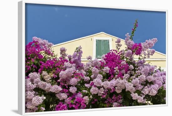 Bougainvillea and Yellow Building with Green Shutters Against Blue Sky-Eleanor-Framed Photographic Print