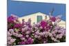 Bougainvillea and Yellow Building with Green Shutters Against Blue Sky-Eleanor-Mounted Photographic Print